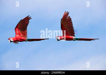 Due Macaws rosso-e-verde (Ara chloropterus) in volo, Parco Nazionale di Manu, Amazzonia peruviana, Perù Foto Stock