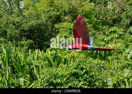 Macaw rosso-e-verde (Ara chloropterus) in volo contro gli alberi, Parco Nazionale di Manu, Amazzonia peruviana, Perù Foto Stock