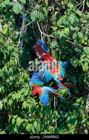 Macaws rosso-e-verde (Ara chloropterus) in volo contro gli alberi, Parco Nazionale di Manu, Amazzonia peruviana, Perù Foto Stock