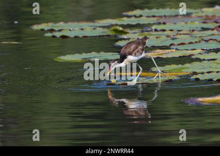 Jacana giovane wattled (Jacana jacana) a piedi su foglie di ninfee, Parco Nazionale Manu, Amazzonia peruviana, Perù Foto Stock