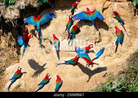 Macaws rosso-e-verde (Ara chloropterus) a crick di argilla, Parco Nazionale di Manu, Amazzonia peruviana, Perù Foto Stock