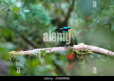 motmotta andina (Momotus aequatorialis), Parco Nazionale di Manu, Foresta delle nubi di Amazzonia peruviana, Perù Foto Stock