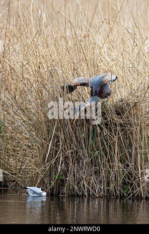 Airone viola (Ardea purpurea), uccello adulto su nido e gabbiano testa nera (Chromicocephalus ridibundus o Larus ridibundus), Waghaeusel Foto Stock