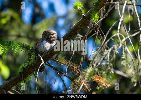 Pigmy Owl (Glaucidium passerinum), uccello adulto, Bad Homburg, Assia, Germania Foto Stock