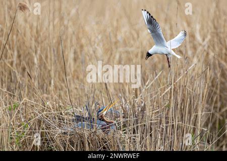 Airone viola (Ardea purpurea), uccello adulto su nido e gabbiano testa nera (Chromicocephalus ridibundus o Larus ridibundus), Waghaeusel Foto Stock