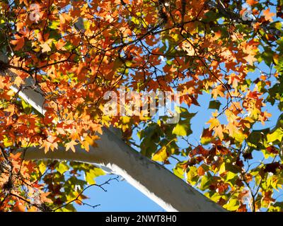 Vista dal basso della baldacchino delle foglie autunnali su un acero Uvalde Bigtooth nella Lost Maples state Natural Area in Texas. Foto Stock