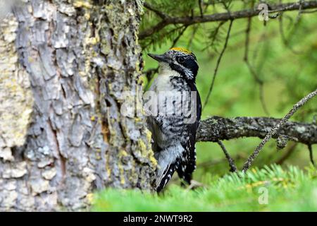 Un maschio adulto americano tre-punta picchio che fora per insetti su un albero di abete rosso scortecciato ruvido nel suo habitat boschivo in Alberta Canada rurale Foto Stock