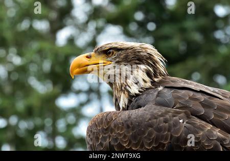 Un ritratto con vista laterale di un'aquila di Bald immatura 'Haliaeetus leucocephalus'. Foto Stock