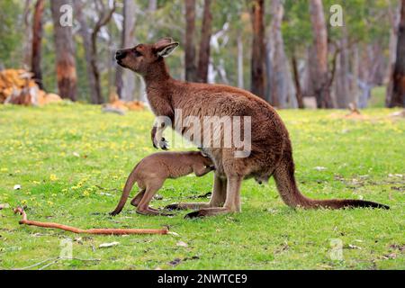 Canguro isola, adulto con giovane in prato, Monte Lofty, canguro isola grigio (Macropus fuliginosus fuliginosus), Australia Foto Stock