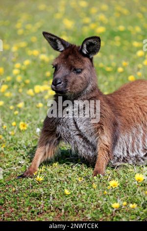 Kangaroo Island Gray Kangaroo (Macropus fuliginosus fuliginosus), adulto che riposa in un prato, Parndana, Kangaroo Island, South Australia, Australia Foto Stock