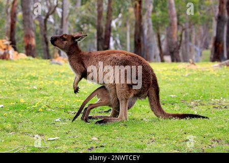 Kangaroo Island Kangaroo (Macropus fuliginosus fuliginosus), adulto con giovane in prato, Monte Lofty, Australia Meridionale, Australia Foto Stock