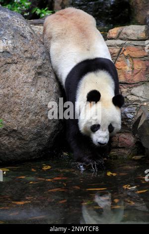 Panda gigante (Ailuropoda melanoleuca), adulto, prigioniero, Adelaide, South Australia, Australia Foto Stock