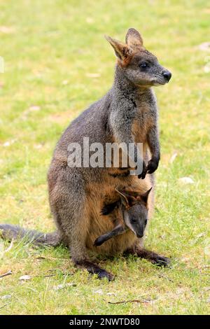 Palude Wallaby (Wallabia bicolore), femmina adulta con joey, Monte Lofty, Australia Meridionale, Australia Foto Stock