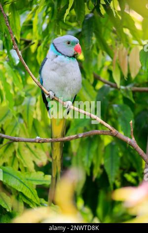 Parakeet con ali blu (Psittacula columboides), adulto in standby, Mount Lofty, Australia meridionale, Australia Foto Stock