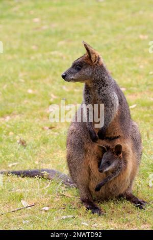 Palude Wallaby (Wallabia bicolore), femmina adulta con joey, Monte Lofty, Australia Meridionale, Australia Foto Stock