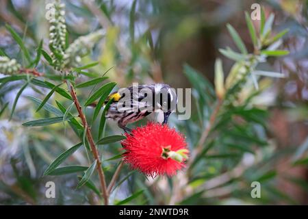 New Holland Honeyeater (Phylidonyris novaehollandiae), adulto, Parndana, Kangaroo Island, Australia Meridionale, Australia Foto Stock