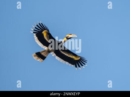 Una vista dal basso di un grande orbillo in volo nel Parco Nazionale di Chitwan in Nepal. Foto Stock