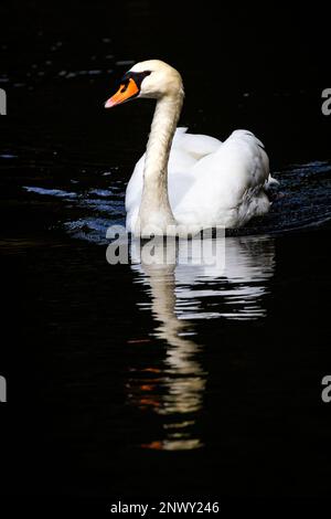 Mute Swan [ Cygnus olor ] contro fondo molto scuro con riflessione Foto Stock