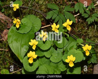 viola-gialla alpina Viola biflora fiorita in un bosco Foto Stock