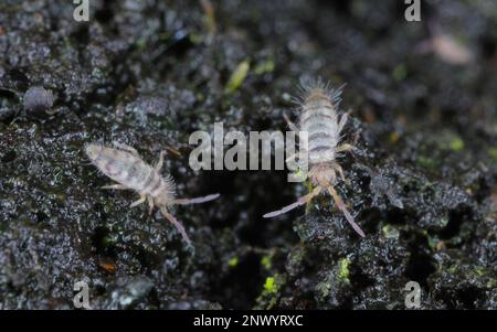 Entomobrya specie springtail. Sono piccole creature che sono parassiti, tra le altre cose, di fiori coltivati in case. Due esemplari su suolo in una pentola. Foto Stock