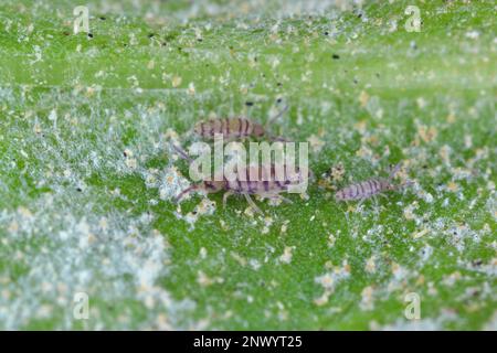 Entomobrya specie springtail. Sono piccole creature che sono parassiti, tra le altre cose, di fiori coltivati in case. Mangiare funghi di muffa in polvere. Foto Stock