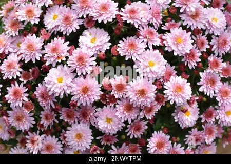 Grande gruppo di fiori rosa crisantemo primo piano Foto Stock