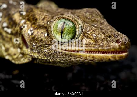 Geco con occhi verdi (Gekko smithii) Foto Stock