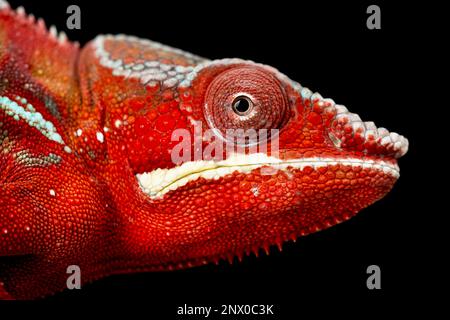 Chameleon (Furcifer pardalis) maschio Foto Stock