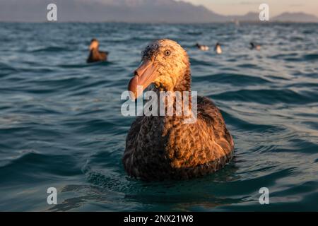 Petrel gigante di Hall o Petrel gigante settentrionale (Macronectes halli) nell'oceano Pacifico al largo della costa di Kaikoura, Nuova Zelanda. Foto Stock