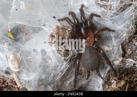 Un ragno nero femmina di tonnolo (Porrothele antipodiana), un arachnide di mitalomorfo endemico di Aotearoa Nuova Zelanda. Foto Stock