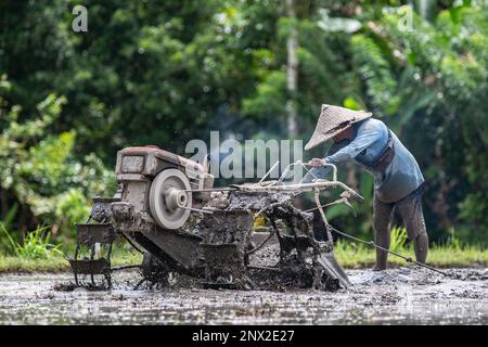 Coltivatore che lavora nel campo di riso Foto Stock