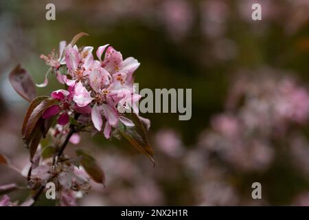 Malus niedzwetzkyana primo piano, fuoco morbido selettivo. Melo decorativo con fiori luminosi. Fiori viola nel giardino primaverile di alberi di mele da vicino Foto Stock