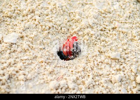 Il granchio rosso e nero brillante emerge dal buco nella sabbia di corallo sulla spiaggia tropicale nelle Isole Cook. Foto Stock