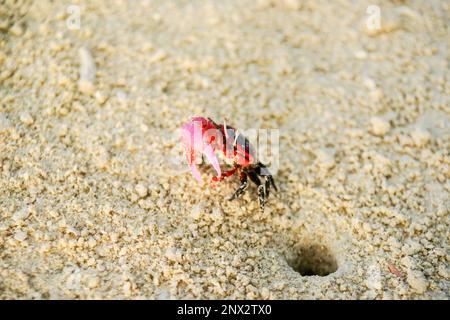 Il granchio rosso e nero brillante emerge dal buco nella sabbia di corallo cammina via guardando difensivo sulla spiaggia tropicale nelle isole Cook. Foto Stock