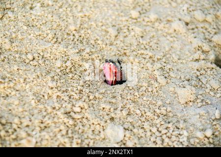 Il granchio rosso e nero brillante emerge dal buco nella sabbia di corallo sulla spiaggia tropicale nelle Isole Cook. Foto Stock