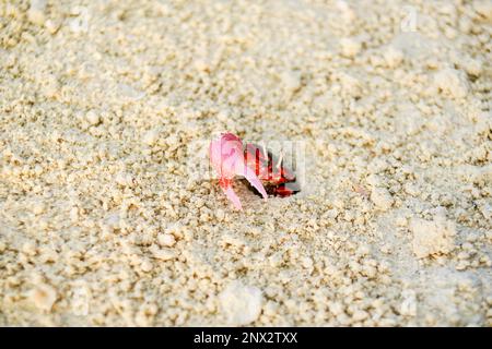 Il granchio rosso e nero brillante emerge dal buco nella sabbia di corallo sulla spiaggia tropicale nelle Isole Cook. Foto Stock