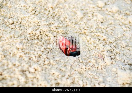 Il granchio rosso e nero brillante emerge dal buco nella sabbia di corallo sulla spiaggia tropicale nelle Isole Cook. Foto Stock