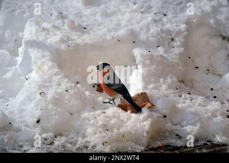 Un torlfinco di peonia mangia semi di girasole nella neve, durante l'inverno. Foto Stock