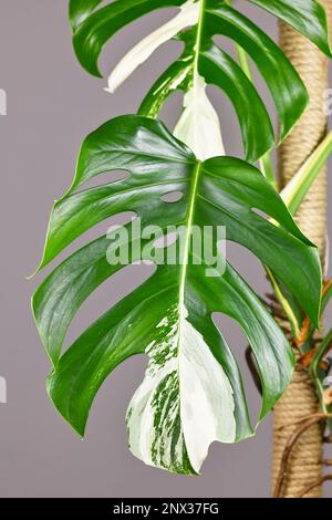 Foglia di piante tropicali 'monstera Deliciosa variegata' con macchie bianche Foto Stock