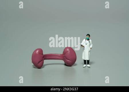 Fotografia di figura giocattolo delle persone in miniatura. Un medico di donne in piedi accanto all'organo renale. Sfondo grigio isolato. Foto dell'immagine Foto Stock