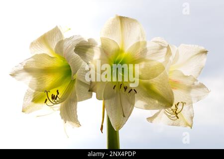 Hippeastrum bianco (Amaryllis) fiori in piena fioritura in luce posteriore Foto Stock