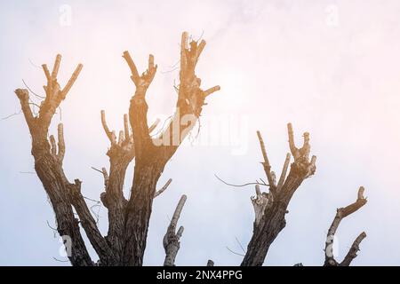 Stagione primaverile. Che mozzano alberi alti senza foglie. Preparare il Parco per la nuova stagione. Foto Stock