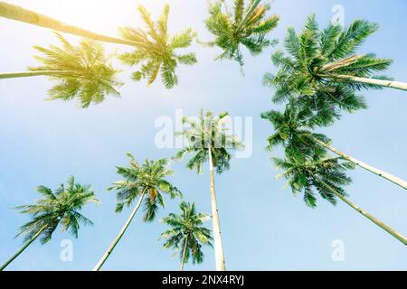 Vista prospettica di palme di cocco e il cielo dalla spiaggia capovolto - El Nido Palawan nelle Filippine - un ampio angolo di visione di destinazione esclusiva Foto Stock