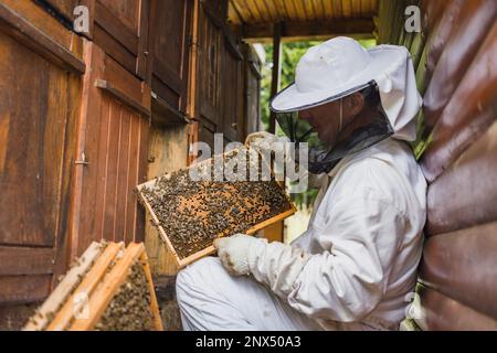 Apicoltore maschio che prende con attenzione la cornice del miele da un alveare di legno, controllando le api e il concetto di apicoltura a nido d'ape e di coltivazione biologica del miele. Foto Stock
