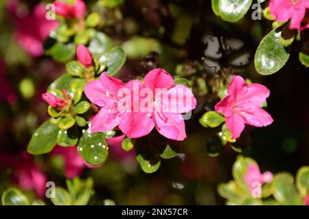 Japanische Azalee Rhododendron obtusum blühen Rosa Foto Stock