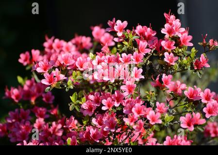 Japanische Azalee Silvester Rhododendron obtusum Zwerg Alpenrose blüht Rosa Foto Stock