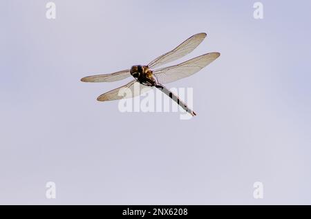 Scortese in volo. Insetti volanti. Sympetrum sanguineum. Libellula. Foto Stock