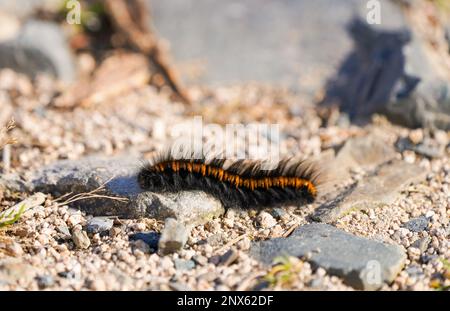 Fox Moth caterpillar. Primo piano di insetto. Macrometilacia rubi. Foto Stock