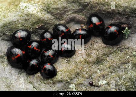 Gruppo di Ladybirds di Heather (Chilocorus bipustulatus) che si sovrappone su una lapide. Tipperary, Irlanda Foto Stock