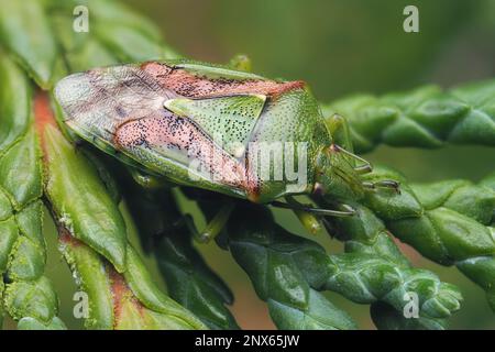 Overwintering Juniper Shieldbug (Cyphosthus tristriatus) su cipresso albero. Tipperary, Irlanda Foto Stock